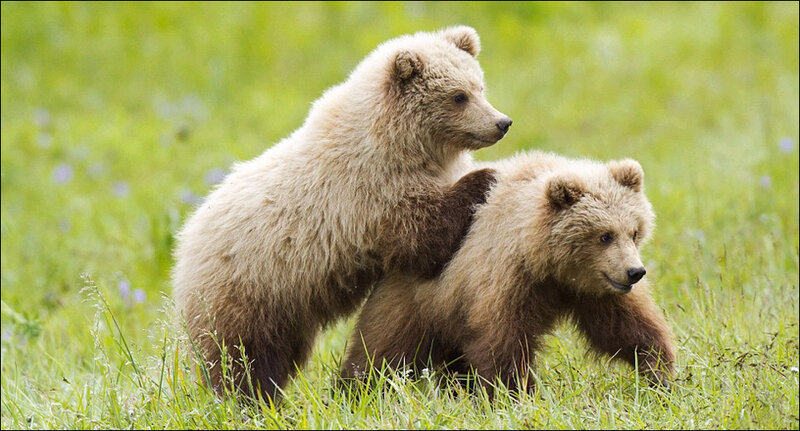 美摄影师抓拍熊宝宝吵架萌照小熊对兄弟吐舌头