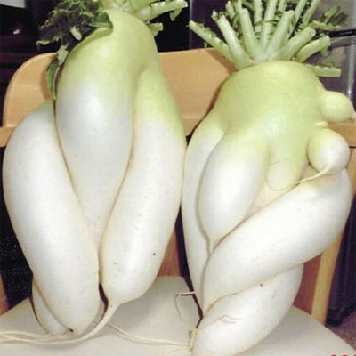 日本一居民家菜园收获2根罕见人形萝卜 每根重6斤