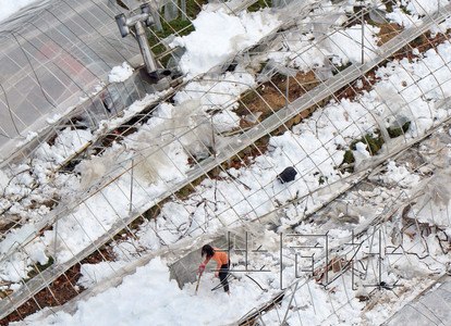 日本雪災農業損失慘重金額高達621億日元圖