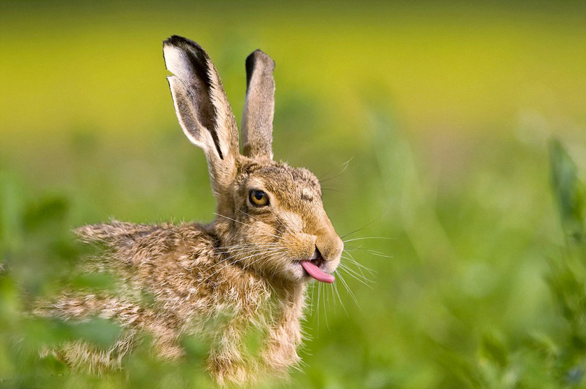 兔子求偶声音图片
