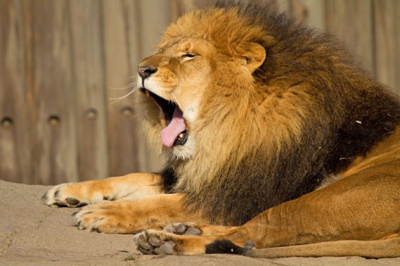 老虎北极熊长颈鹿动物们哈欠连天萌样图