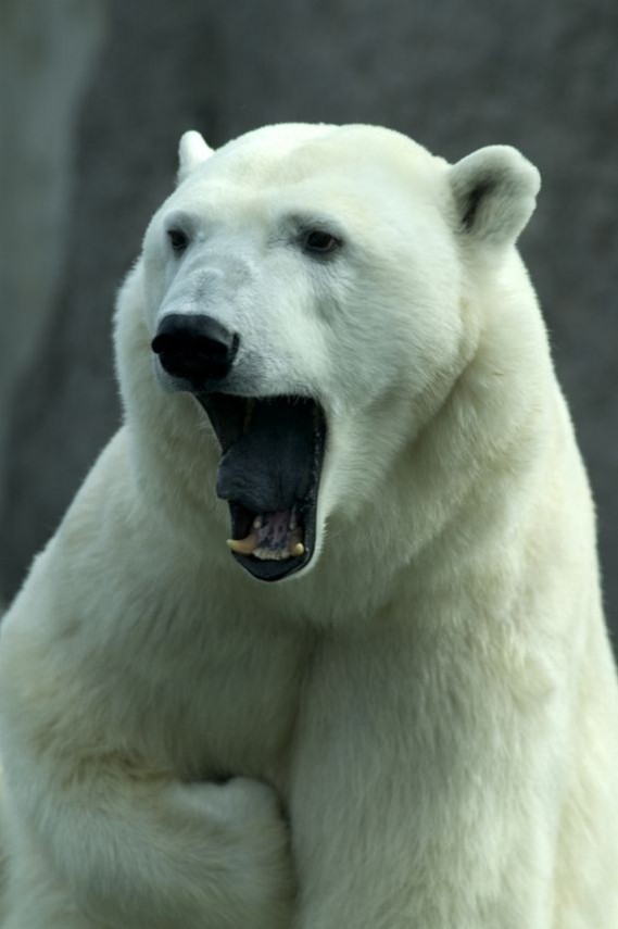 老虎北极熊长颈鹿动物们哈欠连天萌样图