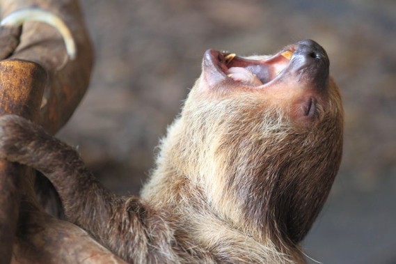 老虎北极熊长颈鹿动物们哈欠连天萌样图