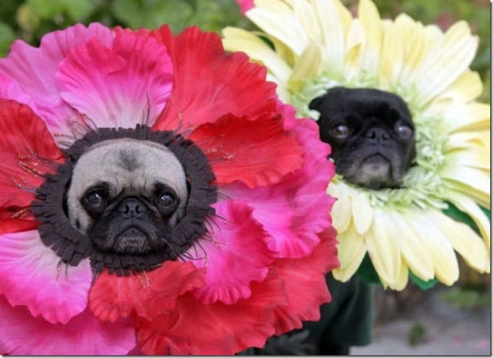 奇葩主人给宠物创意逗趣造型