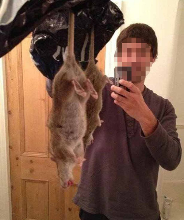 利物浦惊现巨型老鼠,长达60厘米,对鼠药免疫