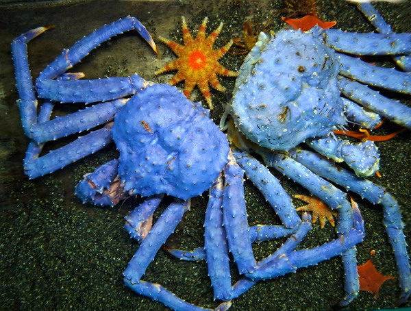 日本红王蟹变熏衣草色引游客围观图