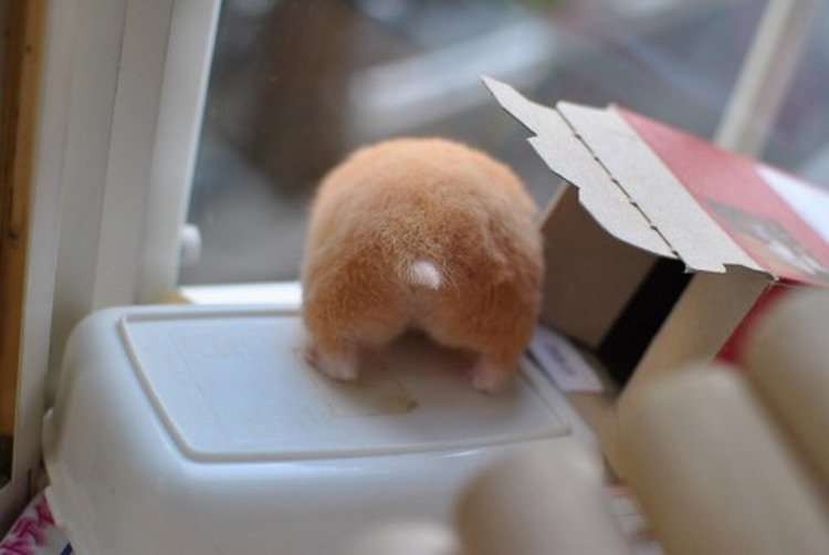 日本网上掀起拍摄仓鼠屁股风潮图