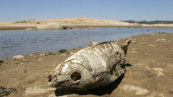 美国加州大干旱致餐饮业提价硅谷男抱怨受影响