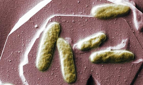 科学家研制生物电池未来手机或靠粪便驱动（图）