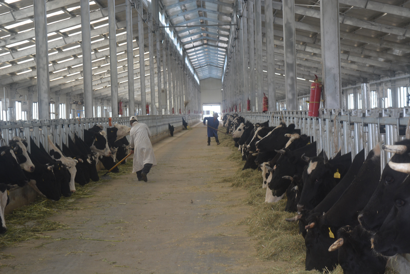 标准化的牛舍.标准化的牛舍.长势良好的莲花白.标准化的牛舍.
