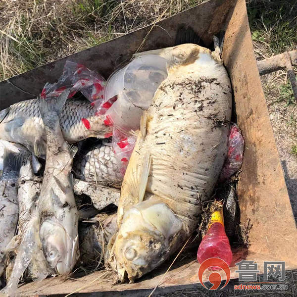 峡山水库死鱼事件图片