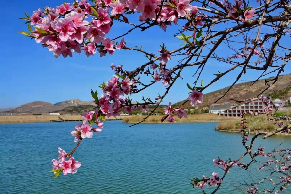 威海大乳山景区开启旅游赏花季