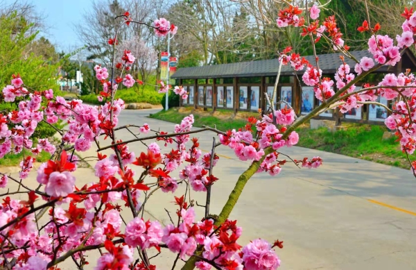 威海大乳山景区开启旅游赏花季