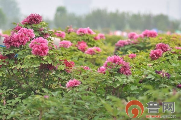 看花要趁早山东菏泽牡丹花期四月底结束