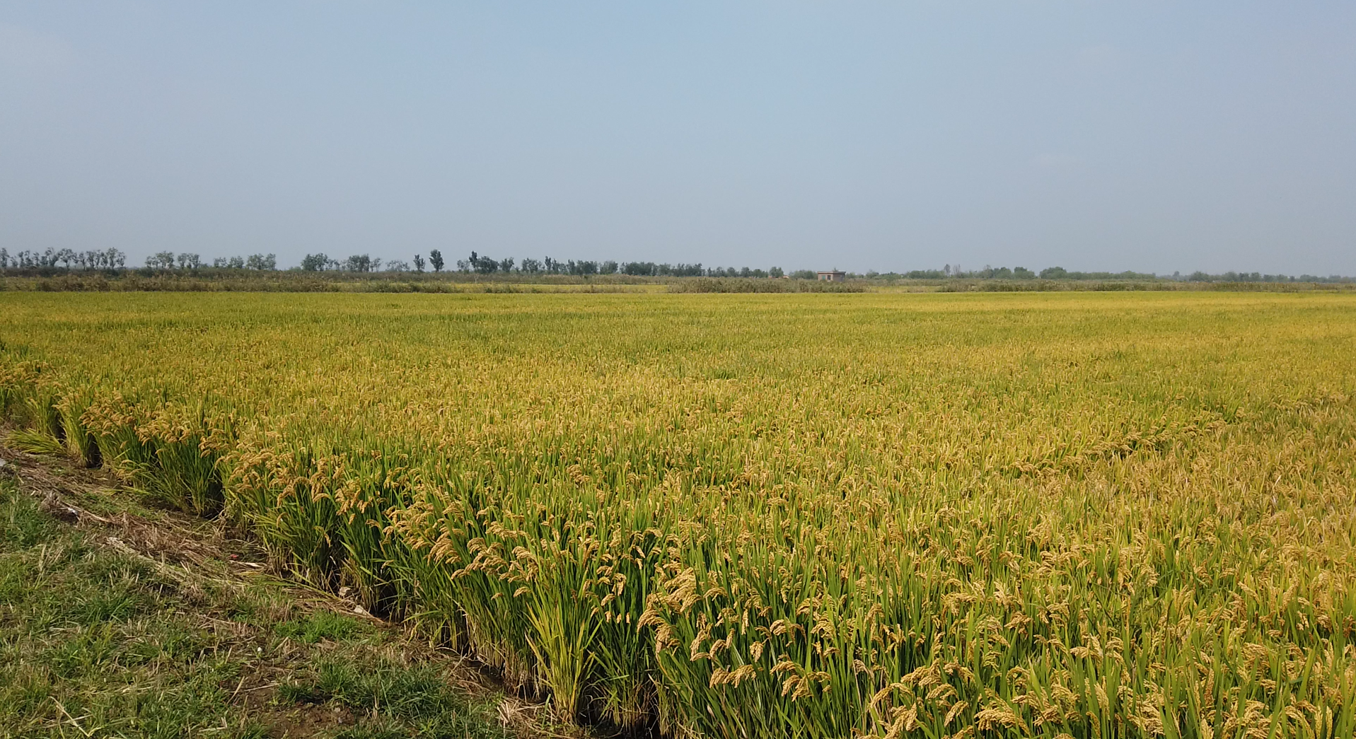 全国规模最大潍坊这个海水稻种植基地亩产破新高