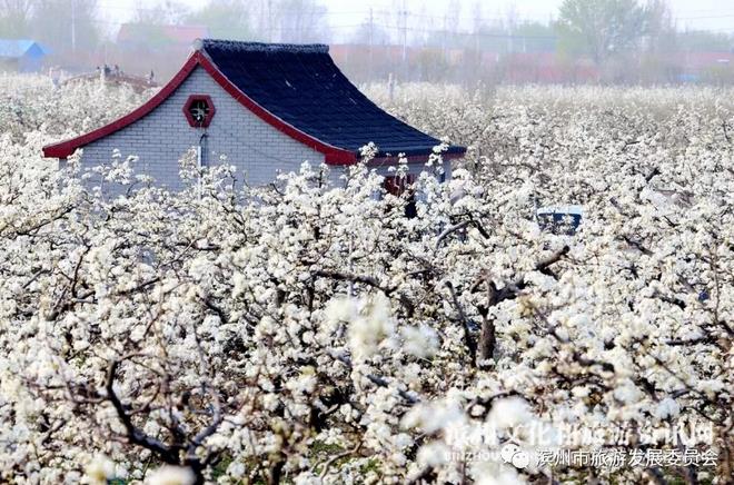 滨州阳信第三十届梨花会暨民俗文化节4月1日举办