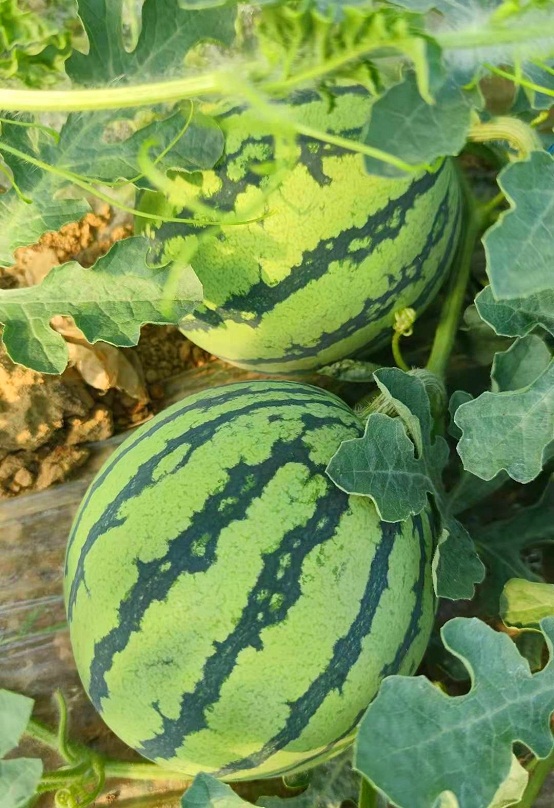 新泰市禹村镇南峪村沙窝窝里种出金瓜瓜甜蜜产业跑出乡村振兴加速度