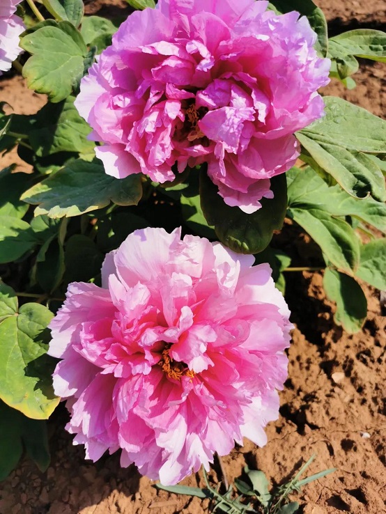 唯有牡丹真国色泰安泰山植物园牡丹竞相开放