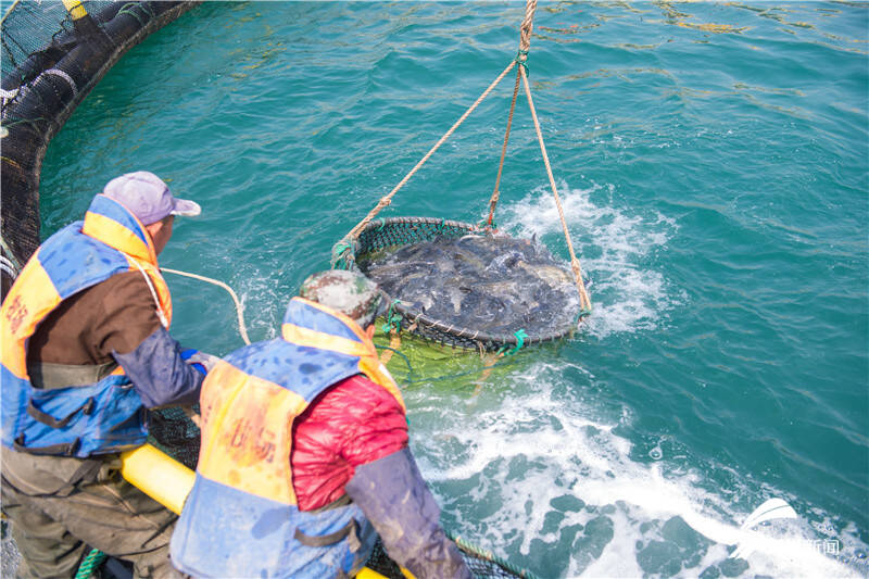 星辰大海網箱養殖休閒海釣旅遊研學探訪青島最大規模海洋牧場