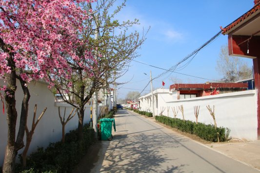 济宁市微山县马坡镇九曲村村庄换绿衣勾勒新画卷