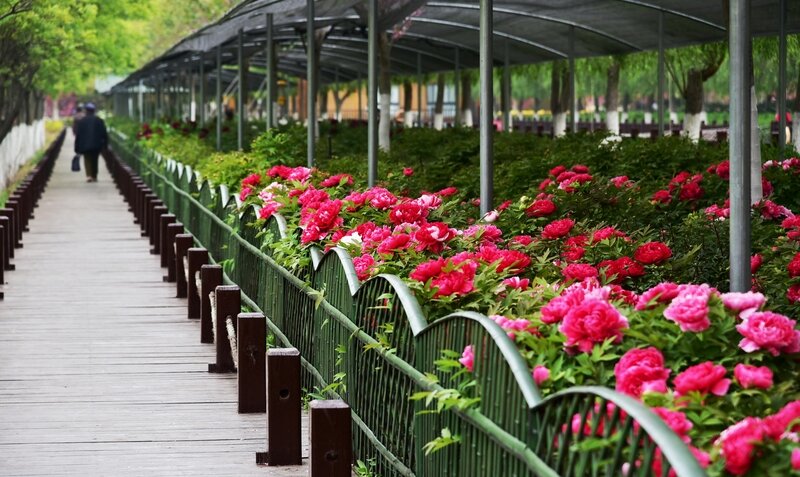 牡丹开放的盛景,人在花丛中,花美人亦美,人们边欣赏边点赞,或走进花田