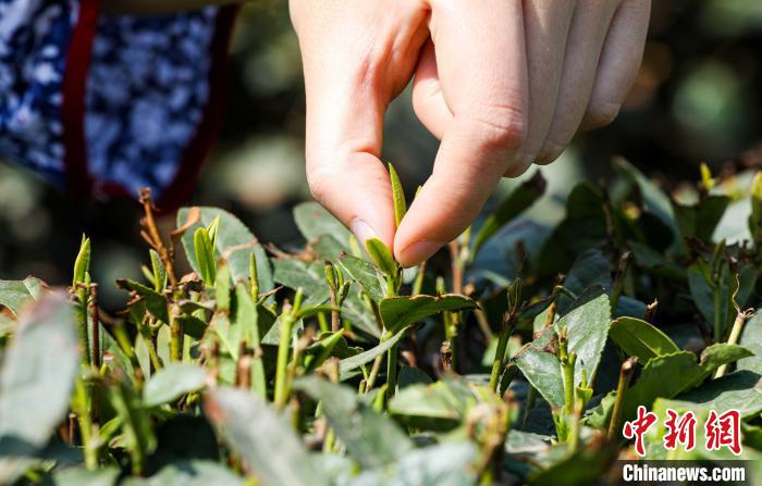 山东日照绿茶进入春茶采摘季