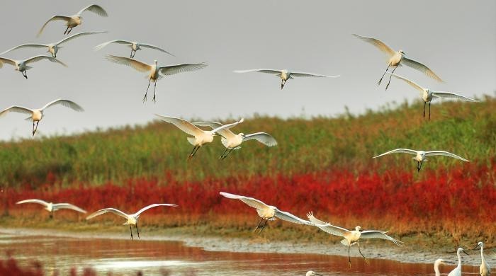 山东黄河三角洲营造多元生态环境 让鸟儿“自由飞翔”
