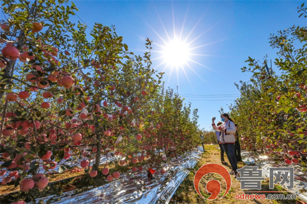烟台牟平区松岚后村百亩苹果带动村民增收致富振兴乡村