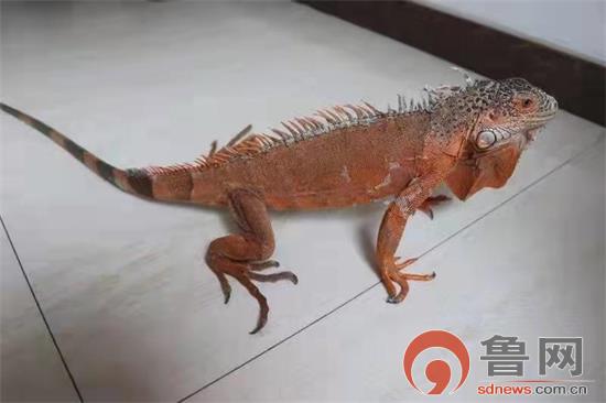 买卖美洲绿鬣蜥 淄博三名嫌疑人被判